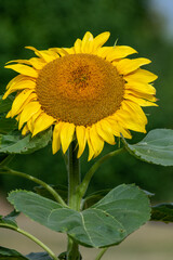 Close up of a sunflower head