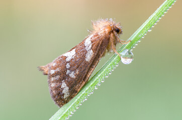 Motyl na trawie