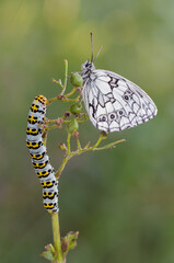 Motyl i gąsienica na trawie