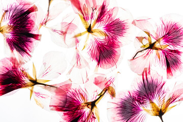 dry flowes on the white background