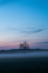 Fototapeta na wymiar Drzewo we mgle