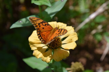 Nature