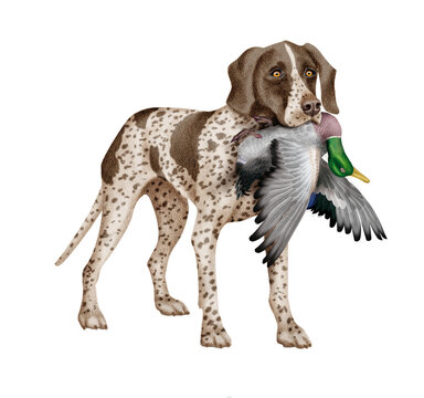 3 909 Best Canard Colvert Images Stock Photos Vectors Adobe Stock 3 909 Best Canard Colvert Images Stock Photos Vectors Adobe Stock