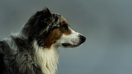 The Dog On The Beach