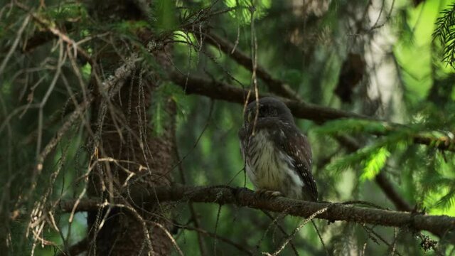 Small Eurasian pygmy owl, Glaucidium passerinum chick perched in an Estonian boreal forest.	