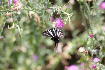 butterfly on flower