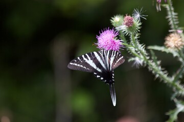 butterfly on a flower