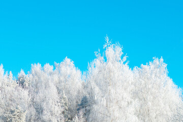 A forest of mostly birch trees covered with hoarfrost on a cold and frosty clear day against clear blue sky. 