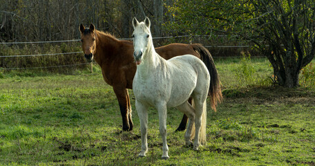 Horses In The Field