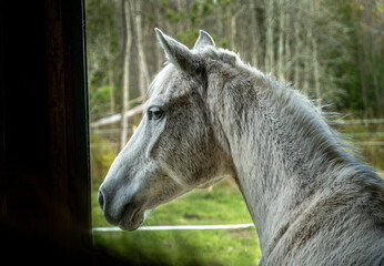 Obraz premium Horses In The Field