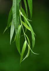 close up of green leaves