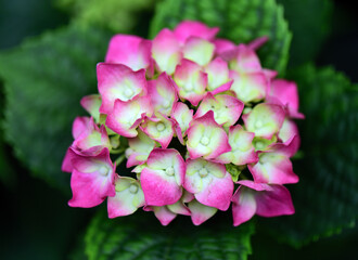 close up of pink hydrangea flower