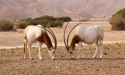 Two scimitar-horned oryxes in Hay-Bar Yotvata Nature Reserve, a breeding and rehabilitation center for endangered extinct animals mentioned in the Bible. A critically endangered species of antelope.