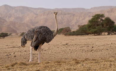Ostrich in Yotvata Hay-Bar Nature Reserve, a breeding and rehabilitation center for endangered extinct animals mentioned in the Bible.