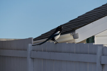 A Magpie on a Fence