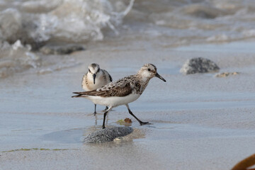 Le bécasseau sanderling