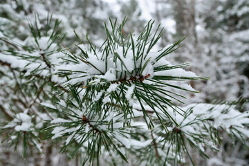 Winter landscape. Pine needles covered with snow, close-up