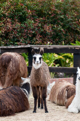 Fototapeta premium Portrait white flame in the foreground 