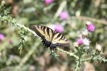 butterfly on flower