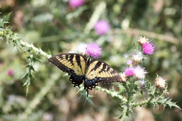 butterfly on a flower