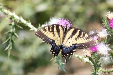 butterfly on a flower