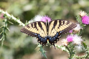 butterfly on a flower