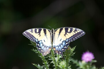 butterfly on a flower