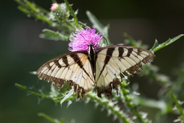 butterfly on a flower