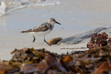 Le bécasseau sanderling
