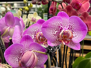 multiple Phalaenopsis orchid blossoms. pink Orchidaceae. heead on, close up