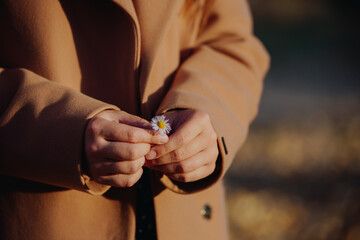 Chamomile in the hands of girl