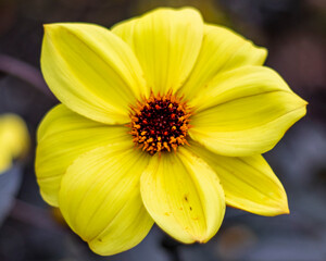 Beautiful yellow flower close up