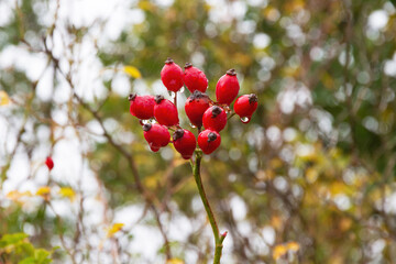 Autumn rose hips in the rain with water drops