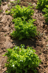 Curly endive  in freshly watered ground furrow