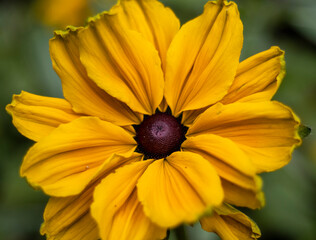 Beautiful yellow flower close up