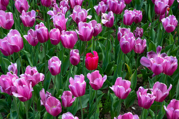 Flowerbed with spring pink tulips in the city park