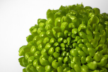 Beautiful green chrysanthemum flower on white background, closeup