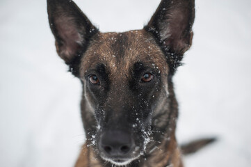Belgian malinois outdoor play snow winter time