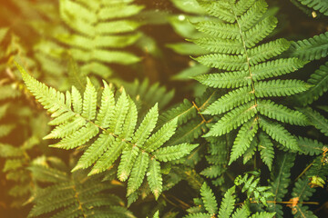 Fern leaves in the forest and sunlight. Natural green background.