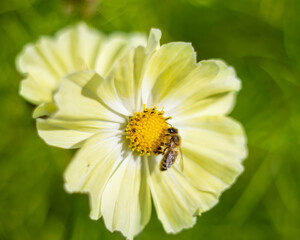 Beautiful yellow flower close up, with a honey bee inside