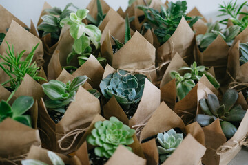 Indoor plant store. A large set of indoor small plants. Flower shop. Succulents in an eco paper...