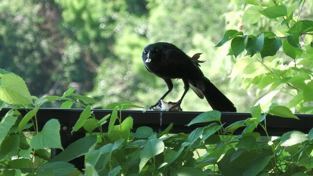 Steady shot of a big black crow eating bread on a wooden railing