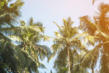 Trees and palm leaves with sunlight on sunny summer days.