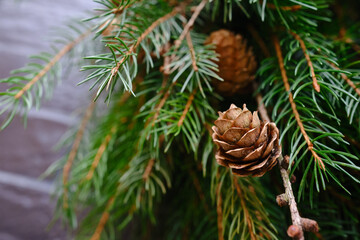 Fototapeta premium Green prickly spruce branches with cones. Christmas and New Year compositions. Festive decor for the holiday