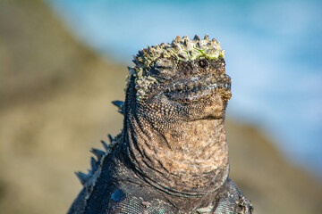 marine iguana on the beach