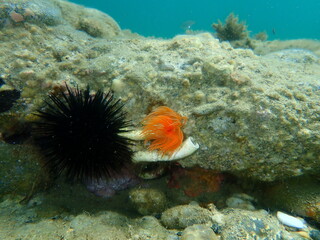 Naklejka na ściany i meble Polychaeta Smooth tubeworm or red-spotted horseshoe (Protula tubularia) undersea, Aegean Sea, Greece, Halkidiki