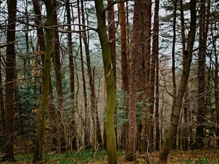 Obraz premium Coniferous and deciduous trees in the forest