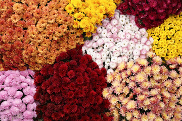 Top view of beautiful different color Chrysanthemum flowers as background