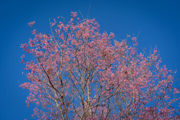 Beautiful Wild Himalayan, Cherry pink blossom Sakura flower or Prunus Cerasoides full bloom in natural of forest on the high area.