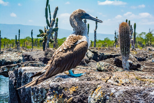 blue-footed booby near a cactus